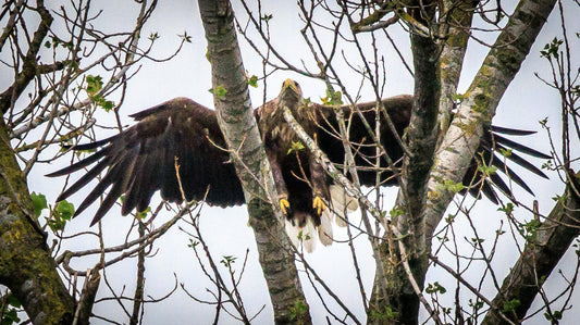 🦅 Seeadler auf der Bislicher Insel – Ein Naturerlebnis am Wochenende