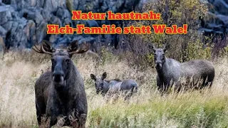 Elch-Familie in freier Wildbahn – Unser Norwegen-Abenteuer!