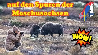 Wildes Norwegen Snøhetta und Moschusochsen im Dovrefjell | Herbstabenteuer in SkandinavienTeil 1
