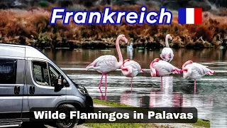 von Spanien nach Frankreich | Platja del Golfet & Flamingos in Palavas-les-Flots