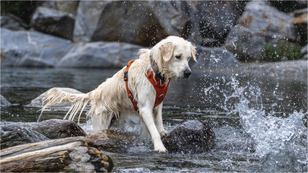 Main image Dayo im Wasser – Fotoprint auf Alu-Dibond