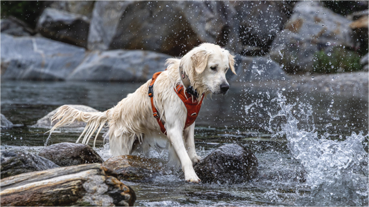 Main image Dayo im Wasser – Fotoprint auf Alu-Dibond
