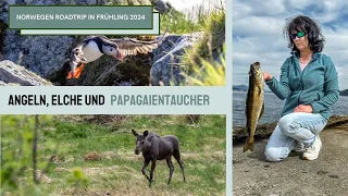 Angeln, Elch und Papageitaucher während eines Norwegen Roadtrips im Frühling 2024